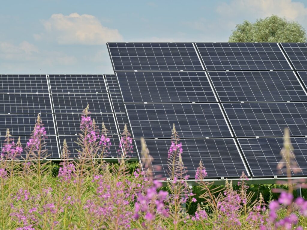 black solar panels on purple flower field during daytime